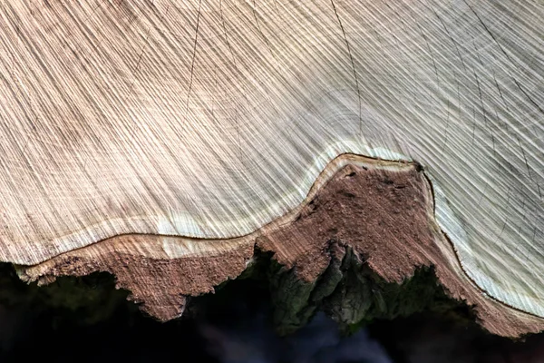 Ahşap yığını gibi ağaçların tahrip edilmesinden sonra kesilen ağaçlar kereste ve kereste endüstrisi için yıllık halkaların ve ağaçların yaşını ağaç gövdesi ve ağaç leşi üzerinde sürdürülebilir kaynaklar olarak gösteriyor.