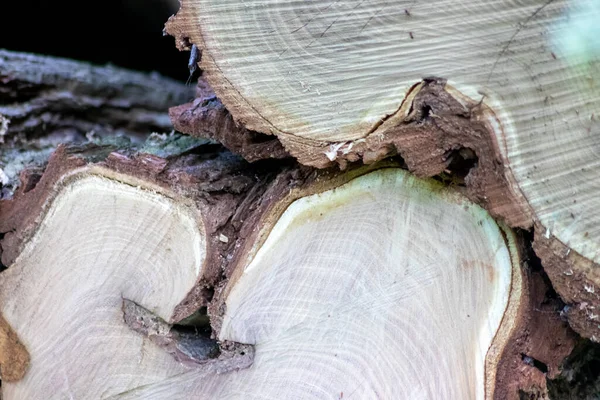 Ahşap yığını gibi ağaçların tahrip edilmesinden sonra kesilen ağaçlar kereste ve kereste endüstrisi için yıllık halkaların ve ağaçların yaşını ağaç gövdesi ve ağaç leşi üzerinde sürdürülebilir kaynaklar olarak gösteriyor.
