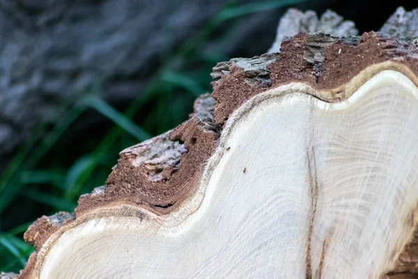 Ahşap yığını gibi ağaçların tahrip edilmesinden sonra kesilen ağaçlar kereste ve kereste endüstrisi için yıllık halkaların ve ağaçların yaşını ağaç gövdesi ve ağaç leşi üzerinde sürdürülebilir kaynaklar olarak gösteriyor.