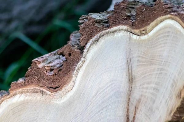 Ahşap yığını gibi ağaçların tahrip edilmesinden sonra kesilen ağaçlar kereste ve kereste endüstrisi için yıllık halkaların ve ağaçların yaşını ağaç gövdesi ve ağaç leşi üzerinde sürdürülebilir kaynaklar olarak gösteriyor.