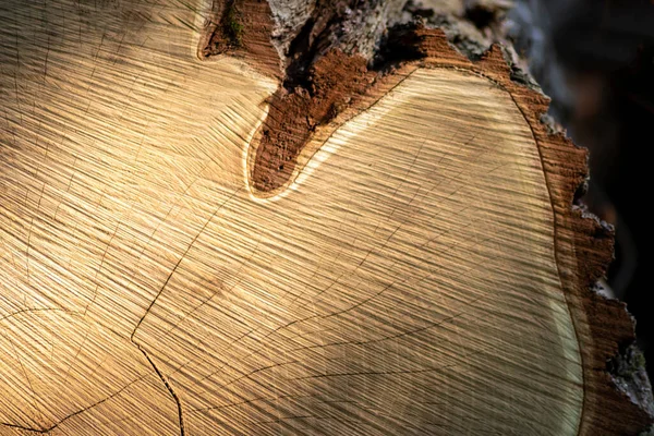 Ahşap yığını gibi ağaçların tahrip edilmesinden sonra kesilen ağaçlar kereste ve kereste endüstrisi için yıllık halkaların ve ağaçların yaşını ağaç gövdesi ve ağaç leşi üzerinde sürdürülebilir kaynaklar olarak gösteriyor.