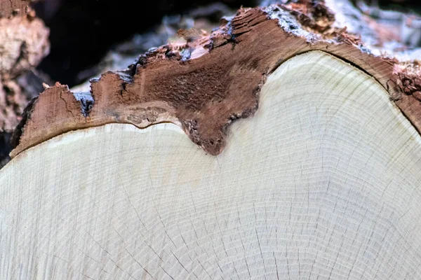 Ahşap yığını gibi ağaçların tahrip edilmesinden sonra kesilen ağaçlar kereste ve kereste endüstrisi için yıllık halkaların ve ağaçların yaşını ağaç gövdesi ve ağaç leşi üzerinde sürdürülebilir kaynaklar olarak gösteriyor.