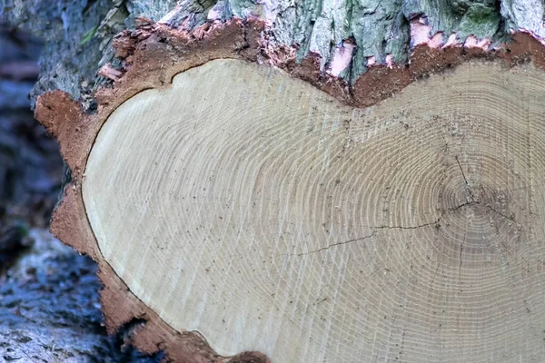 Ahşap yığını gibi ağaçların tahrip edilmesinden sonra kesilen ağaçlar kereste ve kereste endüstrisi için yıllık halkaların ve ağaçların yaşını ağaç gövdesi ve ağaç leşi üzerinde sürdürülebilir kaynaklar olarak gösteriyor.