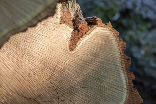 Ahşap yığını gibi ağaçların tahrip edilmesinden sonra kesilen ağaçlar kereste ve kereste endüstrisi için yıllık halkaların ve ağaçların yaşını ağaç gövdesi ve ağaç leşi üzerinde sürdürülebilir kaynaklar olarak gösteriyor.