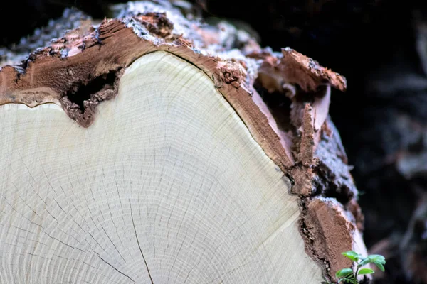 Ahşap yığını gibi ağaçların tahrip edilmesinden sonra kesilen ağaçlar kereste ve kereste endüstrisi için yıllık halkaların ve ağaçların yaşını ağaç gövdesi ve ağaç leşi üzerinde sürdürülebilir kaynaklar olarak gösteriyor.