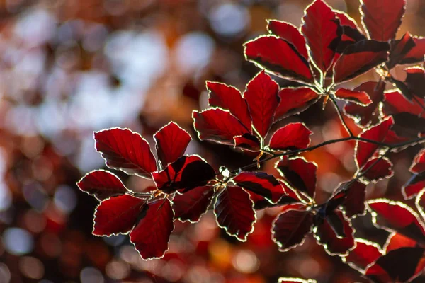 Sonbaharda bakır bir kayın ağacının renkli yaprakları arka planda parlak bir şekilde parlar ve turuncu, kırmızı ve sarı renkli yaprak damarlarını doğanın güzel tarafı olarak gösterir.