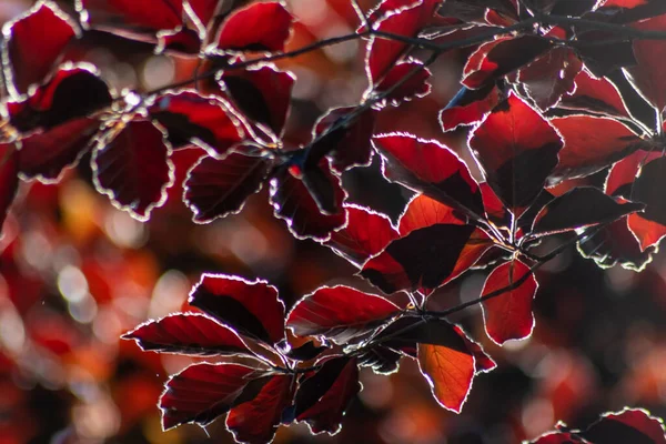 Sonbaharda bakır bir kayın ağacının renkli yaprakları arka planda parlak bir şekilde parlar ve turuncu, kırmızı ve sarı renkli yaprak damarlarını doğanın güzel tarafı olarak gösterir.