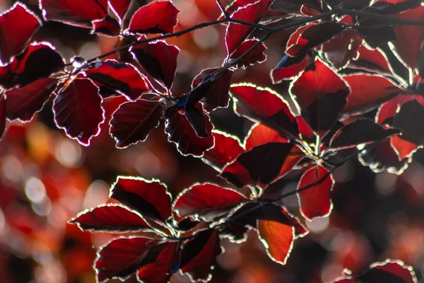 Sonbaharda bakır bir kayın ağacının renkli yaprakları arka planda parlak bir şekilde parlar ve turuncu, kırmızı ve sarı renkli yaprak damarlarını doğanın güzel tarafı olarak gösterir.