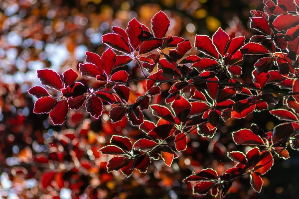 Sonbaharda bakır bir kayın ağacının renkli yaprakları arka planda parlak bir şekilde parlar ve turuncu, kırmızı ve sarı renkli yaprak damarlarını doğanın güzel tarafı olarak gösterir.