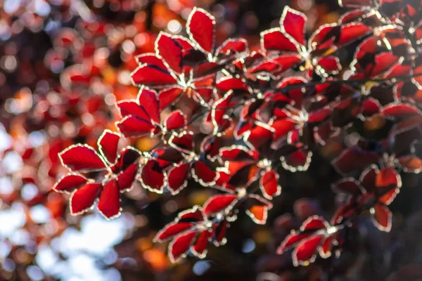 Colorful Leaves Copper Beech Autumn Fall Shine Bright Backlight Show — Stock Photo, Image