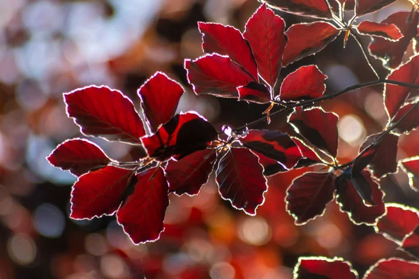 Colorful Leaves Copper Beech Autumn Fall Shine Bright Backlight Show — Foto de Stock