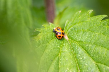 Yeni doğan uğur böceği yeşil bir yaprakla kaplanırken larvadan uğur böceğine geçerken kırmızı kanatları üzerinde siyah noktalar olan uğurböceği yeni doğan uğurlu tılsımı, ahengi ve tarımda doğal böcek kontrolünü gösteriyor.