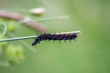 Beyaz noktalı büyük siyah tırtıl, siyah dokunaçlar ve turuncu ayaklar, başkalaşım yoluyla mutasyona uğramadan önce yaprakları ve otları yiyen tavus kuşu kelebeğinin güzel büyük larvalarıdır.