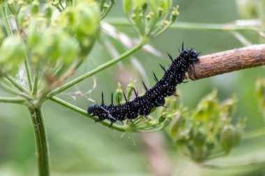 Beyaz noktalı büyük siyah tırtıl, siyah dokunaçlar ve turuncu ayaklar, başkalaşım yoluyla mutasyona uğramadan önce yaprakları ve otları yiyen tavus kuşu kelebeğinin güzel büyük larvalarıdır.