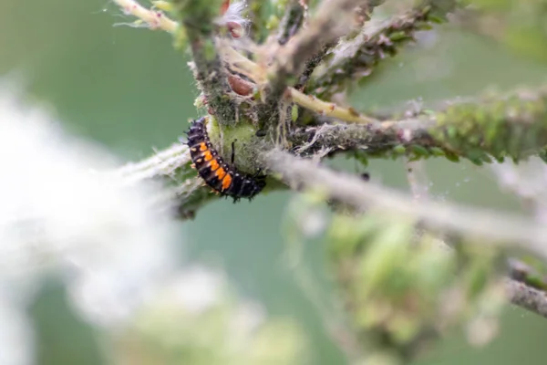 New born ladybug eclosing on a green leaf as switch from larva to ladybug beetle with black dots on its red wings show the new born lucky talisman, harmony and natural pest control in agriculture