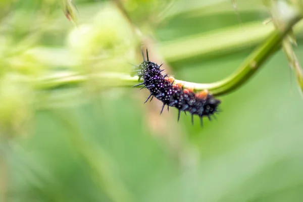 Big black caterpillar with white dots, black tentacles and orange feet is the beautiful large larva of the peacock butterfly eating leafs and grass before mutation into a butterfly via metamorphosis