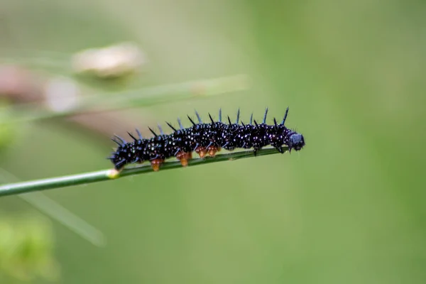 Lagarta Preta Grande Com Pontos Brancos Tentáculos Pretos Pés Alaranjados — Fotografia de Stock