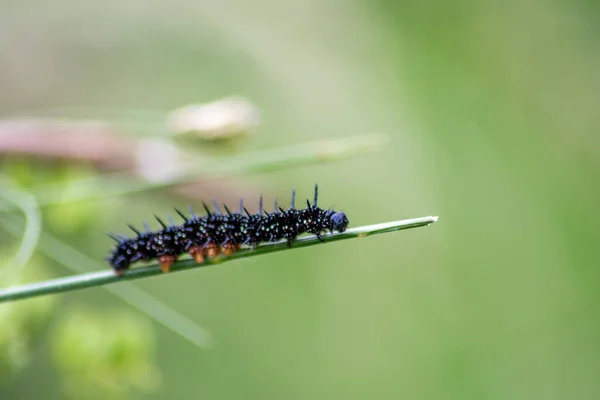 Big black caterpillar with white dots, black tentacles and orange feet is the beautiful large larva of the peacock butterfly eating leafs and grass before mutation into a butterfly via metamorphosis