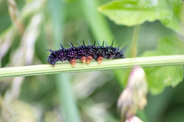 Big black caterpillar with white dots, black tentacles and orange feet is the beautiful large larva of the peacock butterfly eating leafs and grass before mutation into a butterfly via metamorphosis