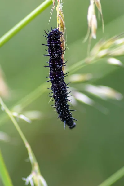 Big black caterpillar with white dots, black tentacles and orange feet is the beautiful large larva of the peacock butterfly eating leafs and grass before mutation into a butterfly via metamorphosis