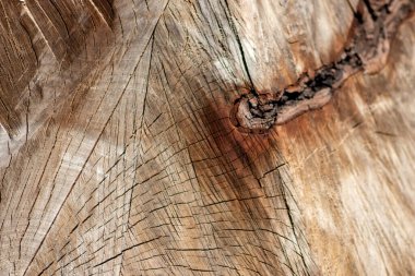 Odun yığını olarak istiflenen ağaçların tahtadan kesilmesinin ardından ağaç diski kereste ve kereste endüstrisi için yıllık halkaların ve ağaç gövdesi ve ağaç leşlerinin sürdürülebilir kaynakları olarak ağaçların yaşını gösteriyor.