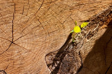 Ağaç kabuğu dokusunu kapat