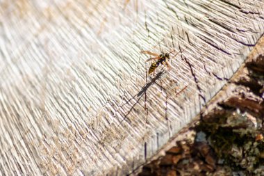 Ağaç kabuğu dokusunu kapat