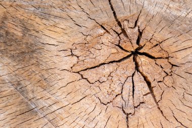 Odun yığını olarak istiflenen ağaçların tahtadan kesilmesinin ardından ağaç diski kereste ve kereste endüstrisi için yıllık halkaların ve ağaç gövdesi ve ağaç leşlerinin sürdürülebilir kaynakları olarak ağaçların yaşını gösteriyor.