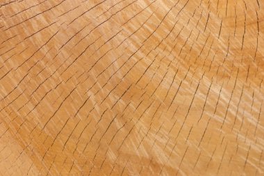 Odun yığını olarak istiflenen ağaçların tahtadan kesilmesinin ardından ağaç diski kereste ve kereste endüstrisi için yıllık halkaların ve ağaç gövdesi ve ağaç leşlerinin sürdürülebilir kaynakları olarak ağaçların yaşını gösteriyor.