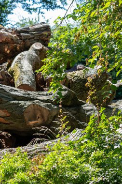Kereste endüstrisinin ağaç yığını ve kereste değirmeni sürdürülebilir kaynak ve marangozluk ve inşaat için yenilenebilir kaynak olarak veya kereste yığını kereste gövdesinde ormansızlaşan yakacak odun