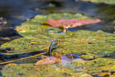 Su birikintisinde yaprak üzerinde yusufçuk