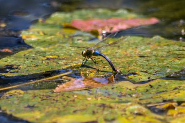 Su birikintisinde yaprak üzerinde yusufçuk