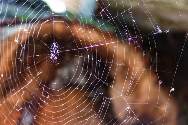 Spider Web Blurred Forest —  Fotos de Stock