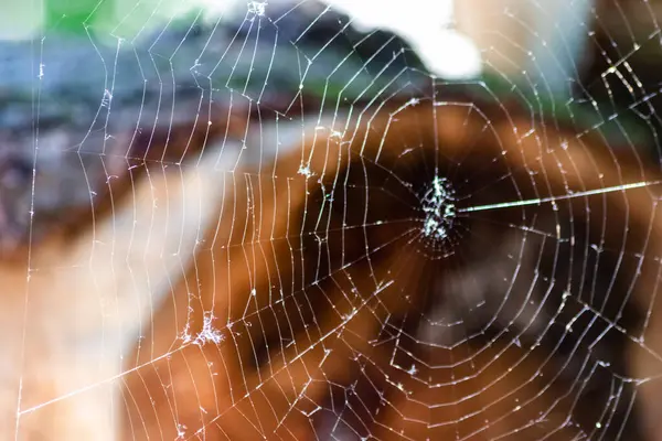 Spider Web Blurred Forest —  Fotos de Stock