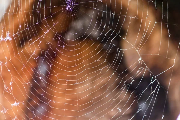 Spider Web Blurred Forest —  Fotos de Stock