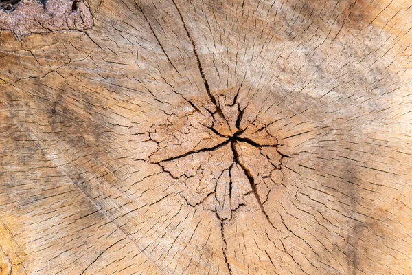 Geschlagene Baumscheiben Aus Bauholz Nach Der Entwaldung Gestapelt Als Holzstapel — Stockfoto