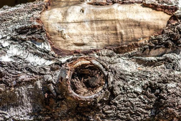 Baumrinde Mit Feinen Natürlichen Strukturen Und Patina Aus Rauer Baumrinde — Stockfoto