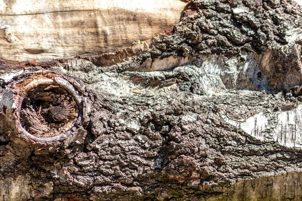 Tree bark with fine natural structures and patina of rough tree bark as natural and ecological background shows a beautiful in grey color tones as scars and protection against and habitat for insects