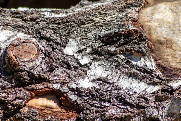Kora Drzewa Drobnych Naturalnych Strukturach Patyna Surowej Kory Drzew Jako — Zdjęcie stockowe
