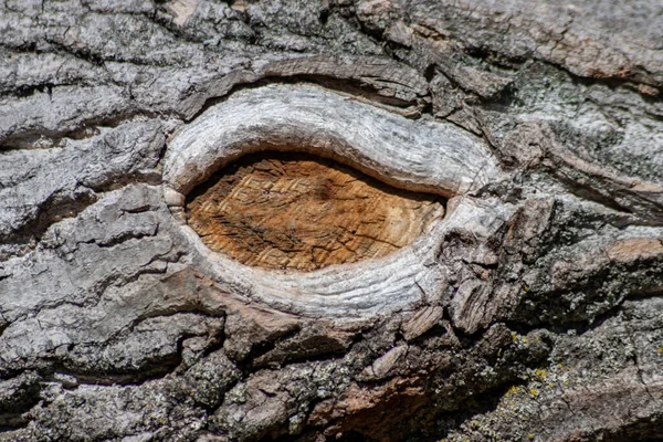 树皮具有精美的自然结构 树皮粗糙 具有自然和生态背景 色泽灰暗 具有很好的防虫保护和栖息效果 — 图库照片