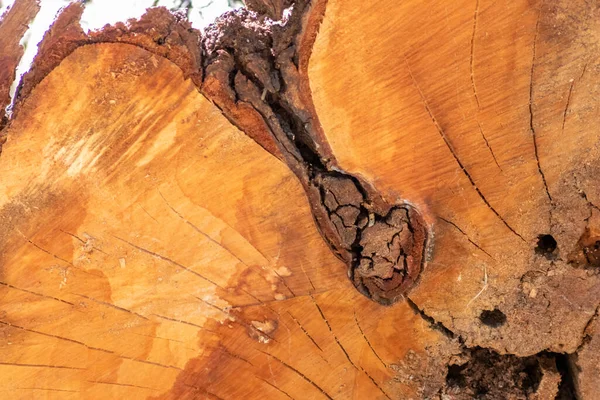 Geschlagene Baumscheiben Aus Bauholz Nach Der Entwaldung Gestapelt Als Holzstapel — Stockfoto