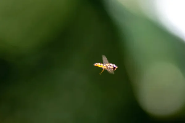 Biene Fliegt Auf Verschwommenem Hintergrund — Stockfoto