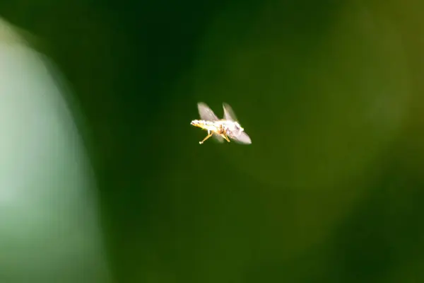 Biene Fliegt Auf Verschwommenem Hintergrund — Stockfoto