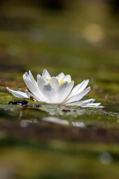 Gölette Beyaz Nilüfer Çiçeği — Stok fotoğraf