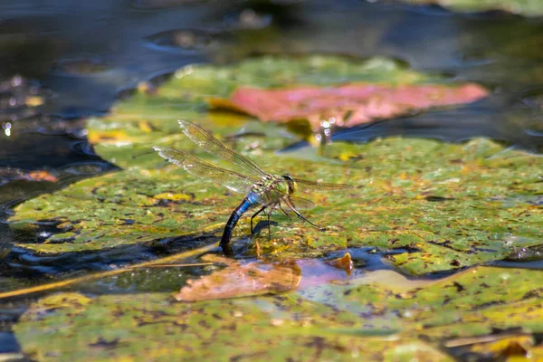 Libélula Hoja Estanque Agua — Foto de Stock