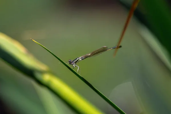 Nahaufnahme Einer Libelle Auf Einem Grünen Blatt — Stockfoto