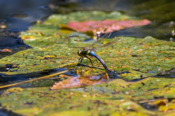 池塘里的蜻蜓在树叶上飞舞 — 图库照片