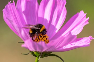 Güzel pembe bir çiçeğin üzerindeki arı