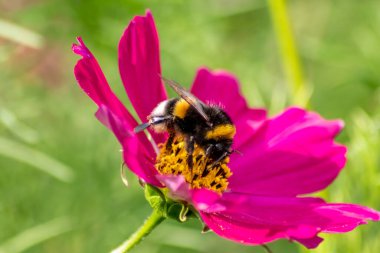 Güzel pembe bir çiçeğin üzerindeki arı