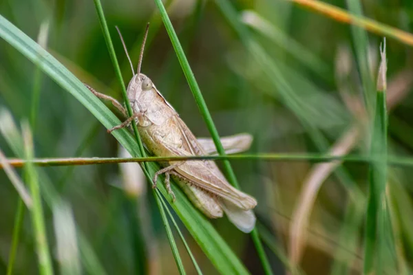 Single Isolated Grasshopper Hopping Grass Search Food Grass Leafs Plants — 스톡 사진